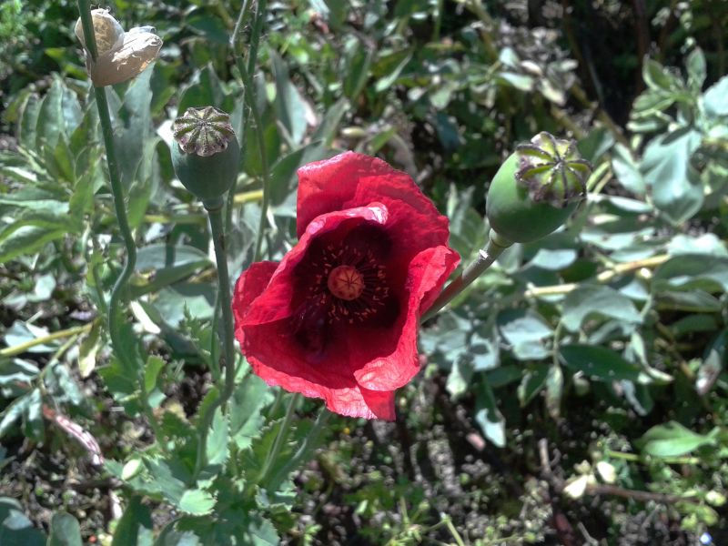 Papaver setigerum / Papavero setoloso